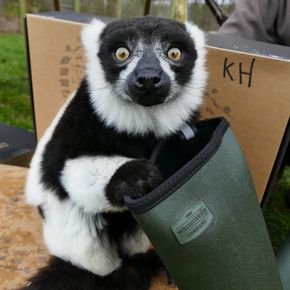 Ring Tail Lemur with Warm Wellies